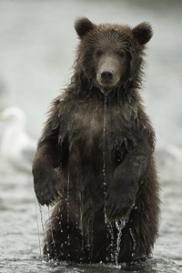 bear cub